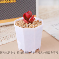 心卉如一多肉植物盆栽室内外绿植花卉桌面摆件带盆含八角盆 朱丽叶+八角盆+土+石