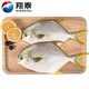 XIANGTAI 翔泰 冷冻海南金鲳鱼700g 2条ASC 生鲜 鱼类 深海鱼火锅食材 海鲜水产