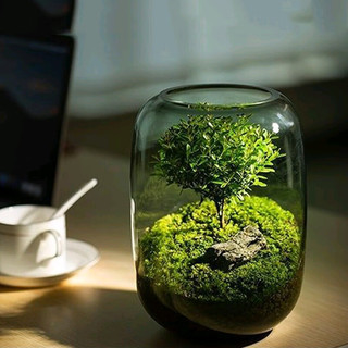 LVZU 绿族 苔藓微景观绿植物生态瓶成品生态缸办公室内书桌面创意盆栽小摆件