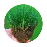 绿林花语 护坡王草坪种子1斤
