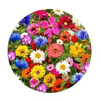 绿林花语 50种花卉野花组合（1000粒）