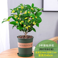 静候花开 桂花树苗盆栽可食用金桂四季桂开花不断室内外阳台庭院浓香型花卉 （3年苗）四季桂花+加伦盆