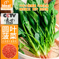 IDEAL理想农业 菠菜种子蔬菜菜籽阳台种菜高出芽率圆叶菠菜种子30g*1袋