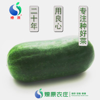 LIAOYUAN 燎原 绿色新鲜小冬瓜 自种绿色当季新鲜蔬菜 孕妇宝宝辅食包邮