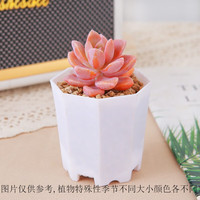 心卉如一多肉植物盆栽室内外绿植花卉桌面摆件带盆含八角盆 淡雪+八角盆