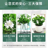 与花同行 栀子花盆栽花卉植物室内带花苞阳台水培绿植浓香型大树苗四季好养