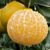 仙果颂 正宗广西武鸣皇帝柑5斤彩箱单果55mm起新鲜水果当季柑橘橘子桔子
