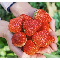 奶油草莓 700g+阳光玫瑰葡萄 2kg