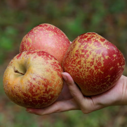 隆鲜道正宗盐源冰糖心丑苹果净重9斤特大果单果8090mm