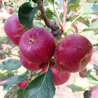 东北龙丰果大秋果整箱5斤新鲜当季水果海棠果沙果酸甜特产小苹果