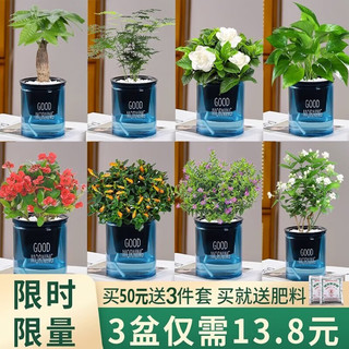 绿有意 绿植盆栽多肉花卉盆栽植物室内桌面水培绿植办公室客厅植物懒人 发财树（招财聚福）