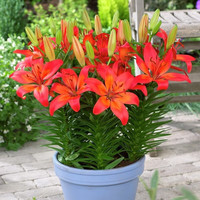 静候花开重瓣香水百合花四季开花好养易活盆栽室内外花卉带芽百合种球 混色3球 1-2CM