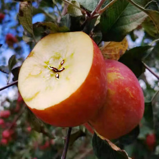 菲农 山东糖心丑苹果 9斤 果径80-85mm 富士苹果礼盒 新鲜水果礼盒