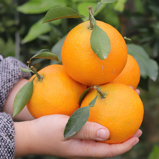四川爱媛38号果冻橙新鲜水果当季整箱柑橘桔10斤手剥橙子