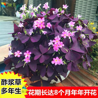 静候花开紫叶醡浆草种球花卉种子盆栽球根花种子三叶草炸酱草庭院花草种子 紫叶酢浆草10个+盆+土