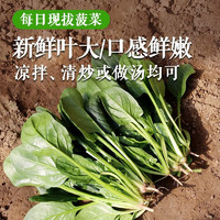 密农人家 老品种大叶菠菜 农家肥种植小青菜 新鲜菠菜 北京蔬菜 300g