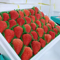 万等99红颜草莓现摘单果特大牛奶甜草莓新鲜应季水果 红颜99草莓 2斤装单果15-20g+