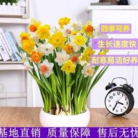 如一花开 水培花四季开花盆栽耐寒植物室内易养活花卉绿植盆栽