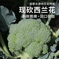 密农人家 农家生态种植 西兰花 鲜嫩可口西蓝花 新鲜蔬菜花椰菜绿菜花400g