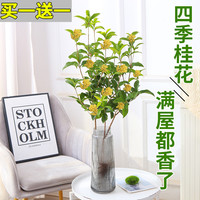 与花同行 水培桂花盆栽树苗带花苞水养四季桂鲜切花卉植物室内好养易活绿植