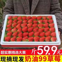 时茂99红颜草莓现摘单果特大牛奶甜草莓新鲜应季水果 精选奶油99草莓 2斤装 单果15-20g+