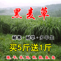 MengYun 萌蕴 进口牧草种子四季多年生黑麦草鱼草四季可种喂养鸡鸭鹅猪牛羊种籽 一年生黑麦草种子1斤