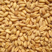 一播大地 正常发货小麦草种子当年新种子麦苗无肥有机榨汁喝大麦种子育苗盆 小麦2斤