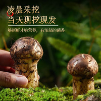 2023香格里拉纯野生新鲜松茸菌菇云南特产出口级不开伞