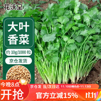 花沃里 四季大叶香菜种子10g约1000粒 蔬菜种子秋冬季菜籽绿叶菜速成菜