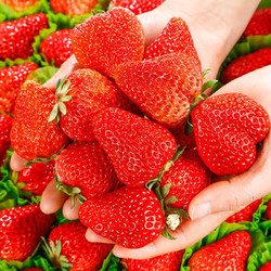 鲜级佳 草 莓红颜99奶油大草莓  4斤装单果 18g+值友下单额外赠送一斤　