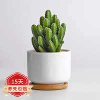 泰西丝 万重山仙人掌球多肉植物盆栽绿植小盆栽肉肉 万重山+白瓷盆含托