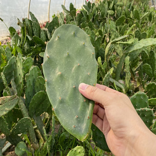 急兔仙人掌盆栽可嫁接蟹爪兰开花带刺植物无根仙人掌叶片约10厘米1片