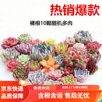 急兔 多肉植物桌面盆栽室内外绿植花卉多肉多肉10颗不含盆土