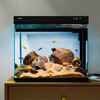 SUNSUN 森森 超白玻璃鱼缸XHE-480(黑)可增氧客厅小型桌面家用水族箱免安装