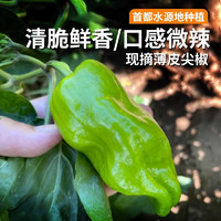 密农人家 生态种植 尖椒 新鲜蔬菜 农家青尖椒 300g 北京蔬菜