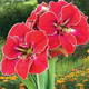 荷兰特大朱顶红四季植物盆栽 20-21cm快两个月开花