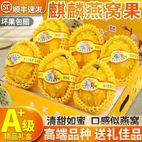 雪束 海南燕窝果新鲜高档礼盒装  甄选3斤礼盒装