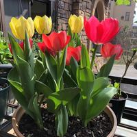 静候花开 室内水培植物荷兰郁金香种球盆栽混合郁金香3球+玻璃瓶+石子+肥 裸根不带土