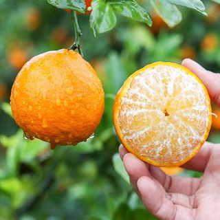 广西皇帝柑 纯甜桔橘子 5斤