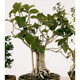  睿格达 菩提树苗 成活高 80厘米高　