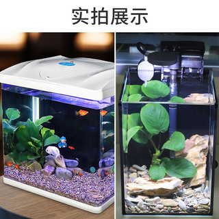 SUNSUN 森森 底砂鱼缸造景溪流沙南美缸铺底石头水族箱装饰 原生南美溪流石 2斤 中颗粒