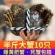 蟹锦记 大闸蟹 蟹皇 10只礼盒装 单只5.7-6.3两+（值友下单赠送2只直发10只大闸蟹）