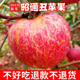 云南昭通市丑苹果冰糖心苹果新鲜水果当季整箱红富士萍果