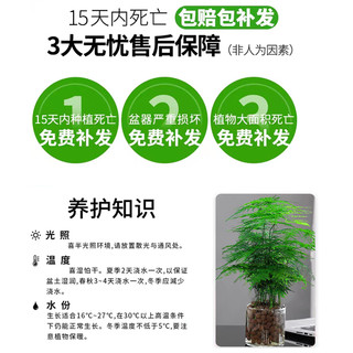 爱你一万年 文竹盆栽植物室内净化空气办公室绿植花卉盆栽盆景四季常青