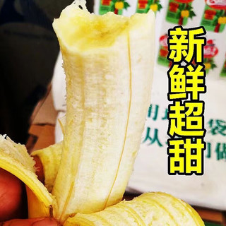 鲜福林 云南高山威尼斯香蕉 单根独立包装新鲜水果非芭蕉现摘现发 带箱3斤装
