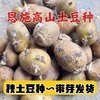 土豆种子秋季恩施老品种黄心洋芋农家自种高山小土豆自留种马铃薯