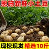 湖北恩施小土豆新鲜现挖高山洋芋老品种自种蔬菜整箱迷你黄心土豆