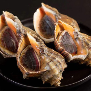 Brangdy福建鲜活海螺大海螺超肥4-7个1斤新鲜螺类水产 鲜活海螺 3斤装 .