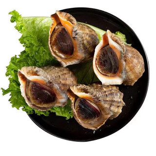 Brangdy福建鲜活海螺大海螺超肥4-7个1斤新鲜螺类水产 鲜活海螺 3斤装 .