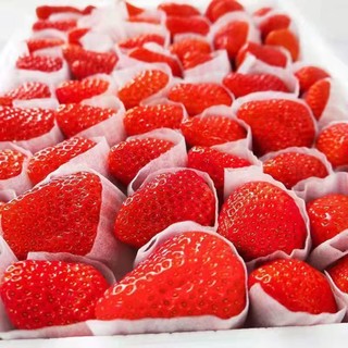 福利1000件 奶油红颜99草莓 5斤装彩箱 单果20G+